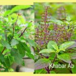 तुलसी का पौधा : यह छोटी सी जानकारी आपके घर में ला देगी खुशहाली